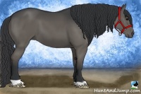 Horse Color:Black 