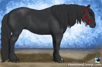 Horse Color:Black 