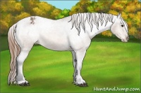 Horse Color:Buckskin Sabino Appaloosa 