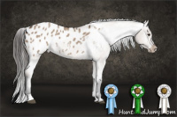 Horse Color:Liver Red Dun Appaloosa 