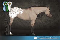 Horse Color:Liver Red Dun Appaloosa