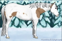 Horse Color:Bay Dun Splash Tobiano