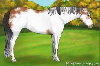 Horse Color:White Spotted Bay Frame