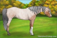 Horse Color:Bay Roan 