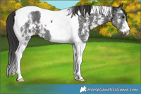 Horse Color:Smoky Black Sabino Tobiano