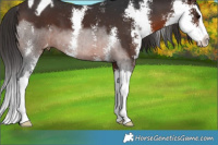 Horse Color:Brown Sabino Splash Appaloosa