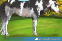 Horse Color:Brown Sabino Splash Varnish 