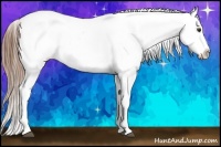 Horse Color:Red Dun Appaloosa 