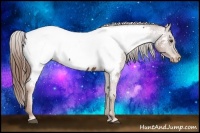 Horse Color:Chestnut Appaloosa 