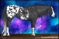 Horse Color:Black Splash Appaloosa 