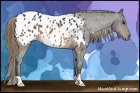 Horse Color:Buckskin Appaloosa 