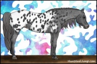 Horse Color:Black Appaloosa