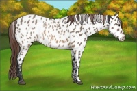 Horse Color:Brown Dun Sabino Appaloosa Rabicano