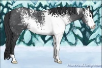 Horse Color:White Spotted Black