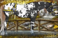 Horse Color:White Spotted Liver Chestnut Appaloosa 