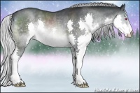 Horse Color:Silver Brown Chinchilla Splash 