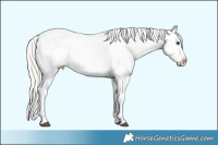 Horse Color:White Spotted Silver Black Splash Appaloosa 
