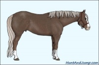 Horse Color:Silver Black Splash