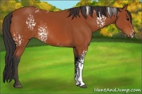 Horse Color:White Spotted Bay 
