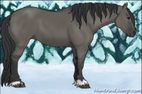 Horse Color:Grullo 