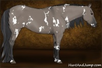 Horse Color:White Spotted Grullo
