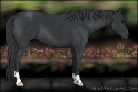 Horse Color:Black 