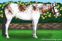 Horse Color:White Spotted Bay 