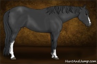 Horse Color:White Spotted Black