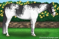 Horse Color:White Spotted Black