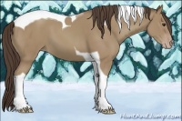 Horse Color:Classic Champagne Tobiano