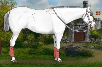Horse Color:White Spotted Bay 