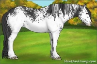 Horse Color:White Spotted Black