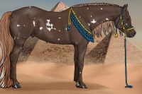 Horse Color:White Spotted Liver Chestnut 