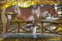 Horse Color:White Spotted Liver Red Roan