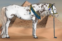 Horse Color:Liver Chestnut Sabino 