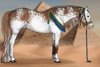 Horse Color:White Spotted Liver Chestnut 