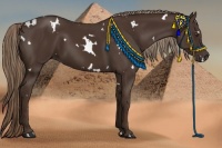 Horse Color:White Spotted Liver Chestnut