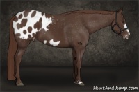 Horse Color:Liver Chestnut Frame Appaloosa 