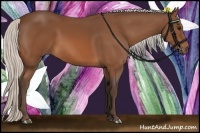 Horse Color:Silver Bay 