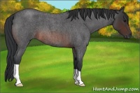 Horse Color:Brown Roan