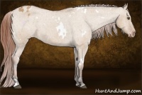 Horse Color:White Spotted Bay Dun Appaloosa