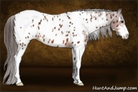 Horse Color:White Spotted Bay Sabino Appaloosa
