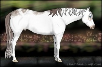 Horse Color:White Spotted Brown Roan Dun Splash Frame Appaloosa Rabicano
