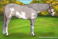 Horse Color:Bay Sabino Splash Frame Appaloosa 