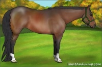 Horse Color:Bay 