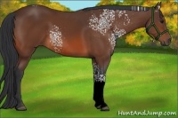 Horse Color:White Spotted Bay 