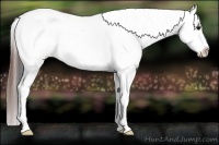 Horse Color:Bay Tobiano Appaloosa 