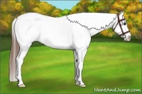 Horse Color:White Spotted Brown Frame Appaloosa Rabicano 