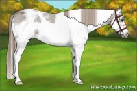 Horse Color:White Spotted Smoky Grullo Splash Frame Appaloosa 