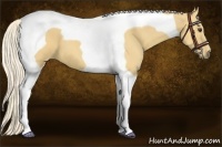 Horse Color:Palomino Tobiano 